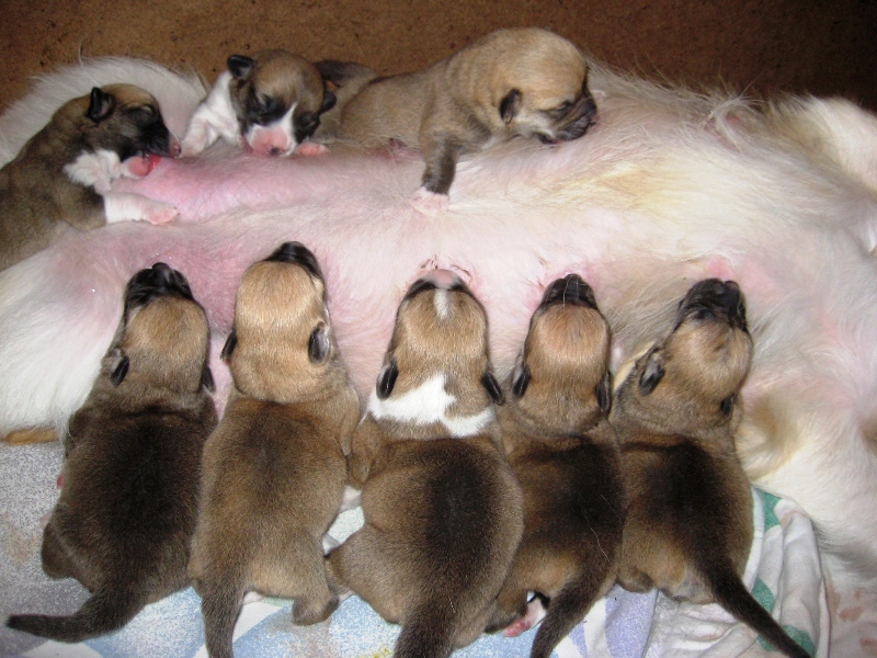 Pups
